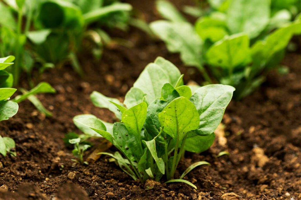 Agriculture vrac