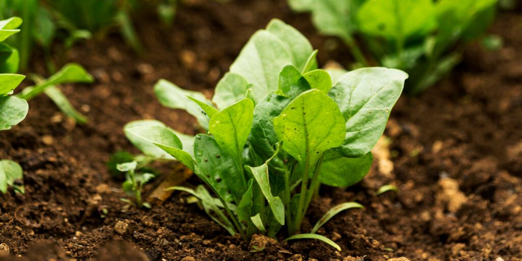 Agriculture vrac